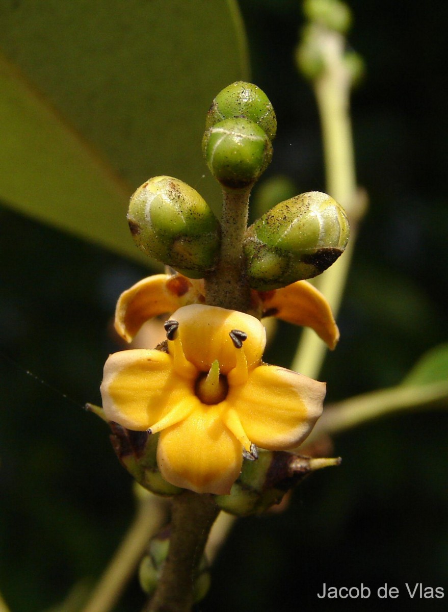 Avicennia officinalis L.